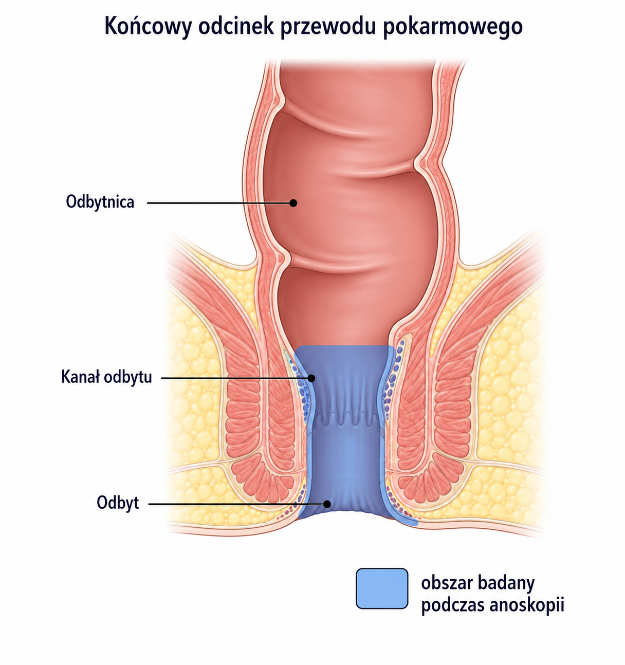 Schemat końcowego odcinka przewodu pokarmowego z zaznaczonym obszarem badanym podczas anoskopii: odbytnica, kanał odbytu, odbyt